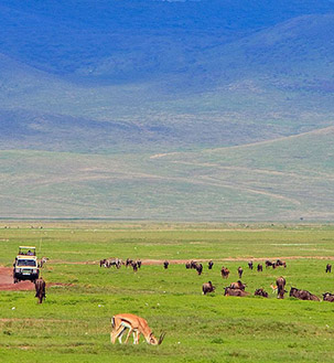 Ngorongoro