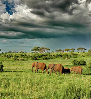 Tarangire